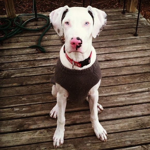 Meet your Posher, Stacy - Picture 1 of 1